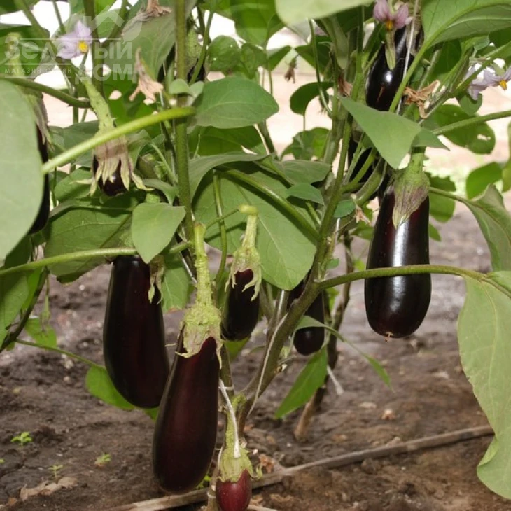 Фабина F1 / Fabina F1,70-75 дней фото 3