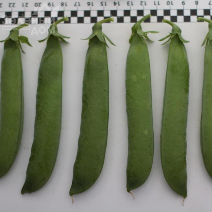 Роялсайз / Royalsayz фото 6