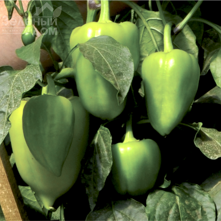 Вулкан F1 / Vulcan F1, 65-70 днів фото 1