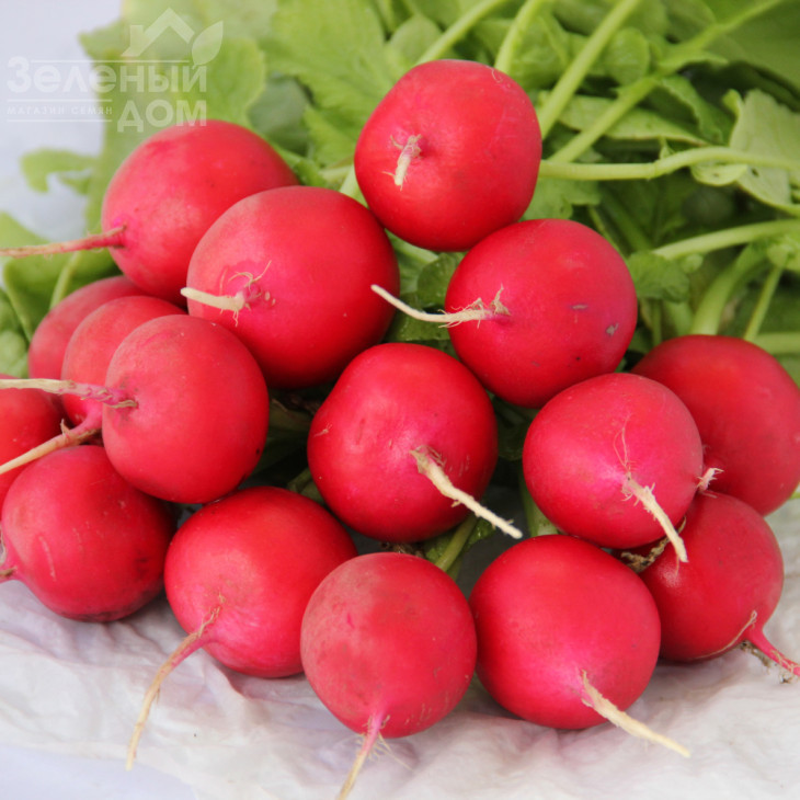 Еліза F1 / Eliza F1 (Стандарт +),20-30 днів фото 1