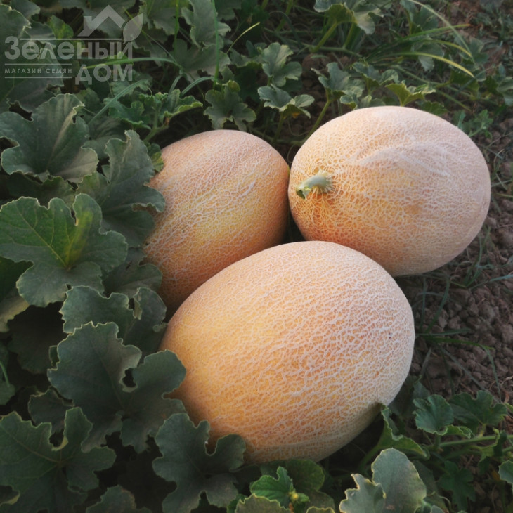 Лукстар F1 / Lookstar F1,65-70 днів фото 1