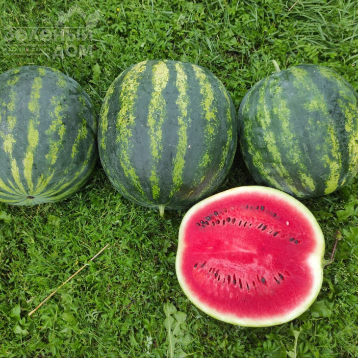 Зоря F1 / Zorya F1 фото 2