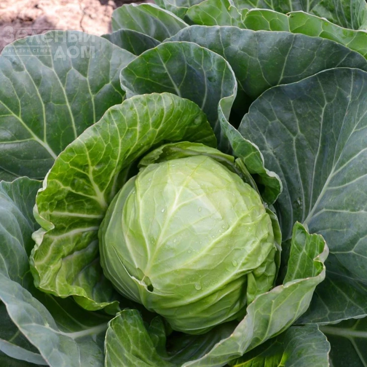 Капитал F1 / Capital F1, 42-45 дней фото 1