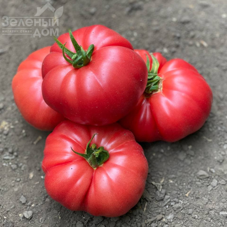 Сонароза F1 / Sonaroza F1 фото 5