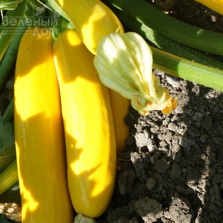 Санлайт F1 / Sunlight F1,40-45 днів фото 3
