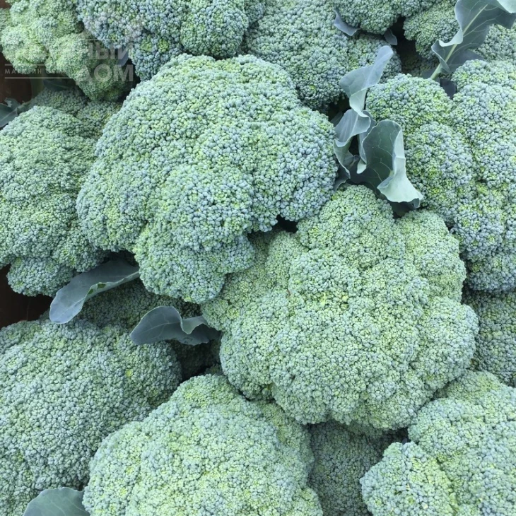 Корато F1 / Korato F1 фото 2