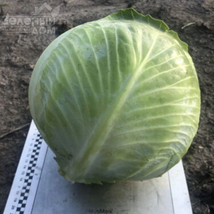 Мэриленд F1 / Merilend F1,120 дней фото 4