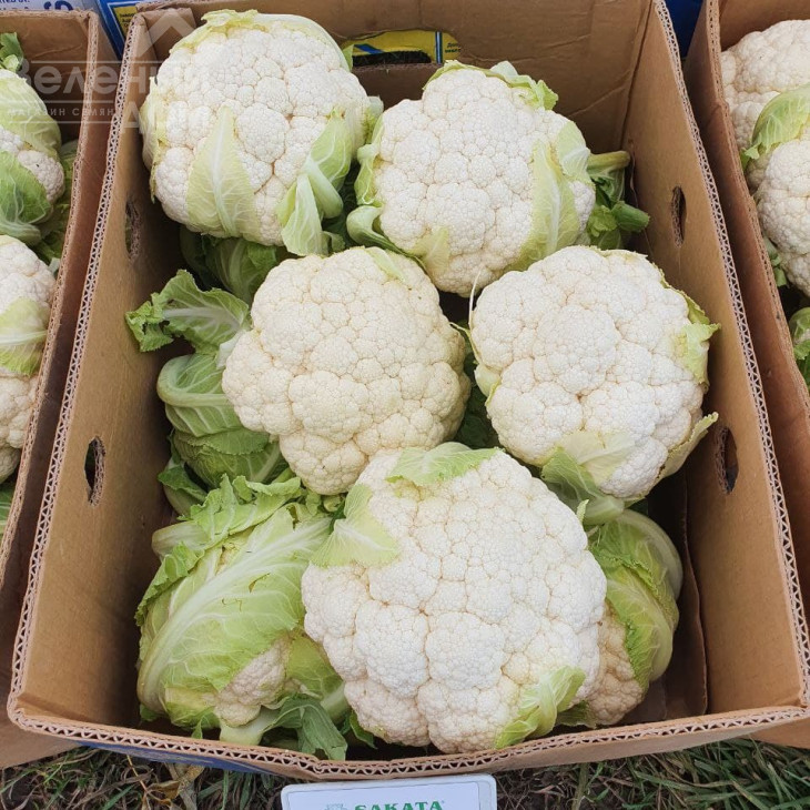 Карневал F1 / Karneval F1, 65-75 днів фото 5