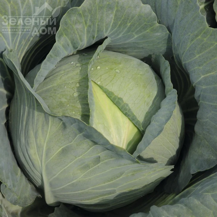 Тайфун F1 / Typhoon F1,130 дней фото 1