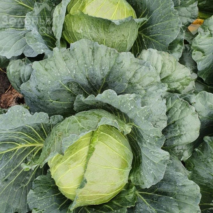 Шани F1 / Shani F1,60-70 дней фото 2