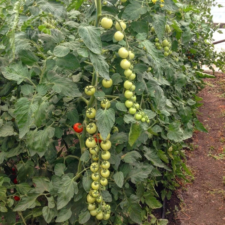 Блейз F1 (1617) / Bleyz F1 (1617) ,95 дней фото 3