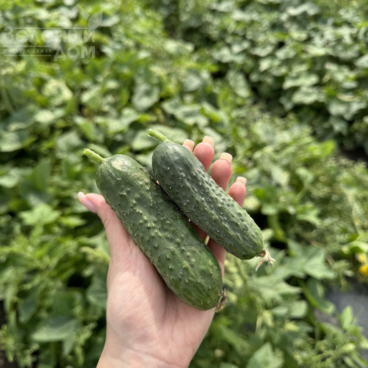 Астон F1 / Aston F1  фото 2