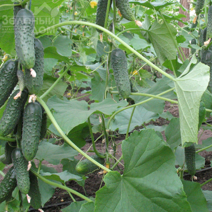 Барвіна F1 / Barvina F1,40-45 днів фото 1