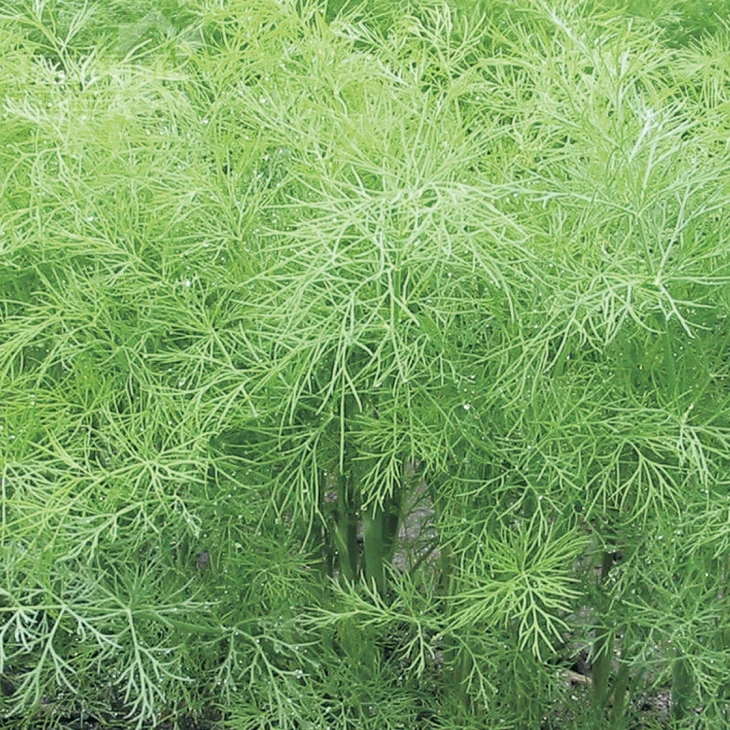 Грин Сливз / Green Sleeves фото 2