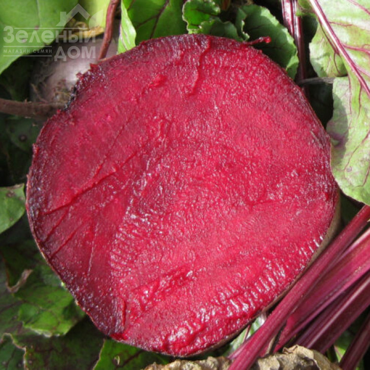 Детройт Дарк Ред / Detroit Dark Red,75-80 днів фото 3