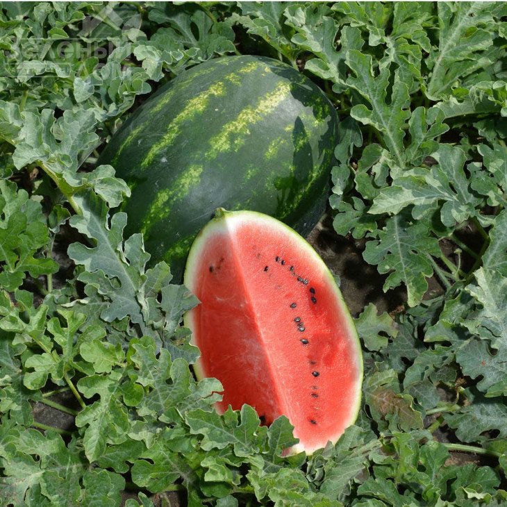 Леджіо F1 / Legio F1 фото 3