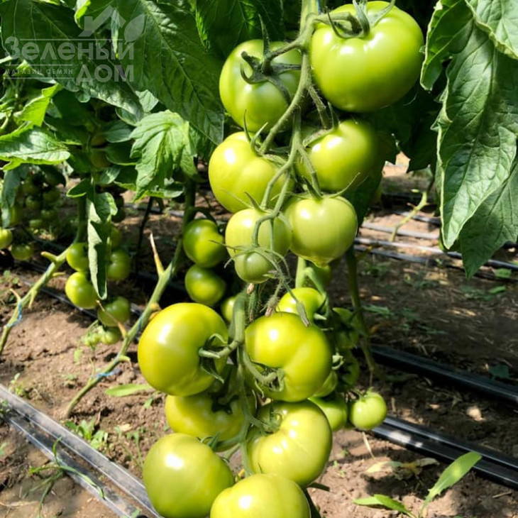 Агіліс F1 / Agilis F1,90-95 днів фото 4