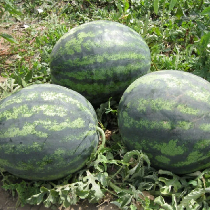 Зенго F1 / Zengo F1,70-75 дней фото 1