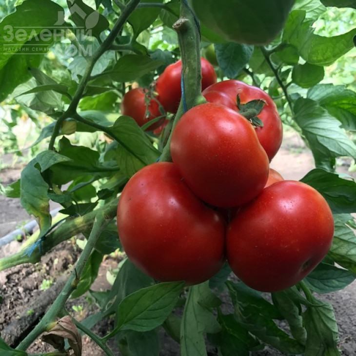 Оазіс F1 / Oazis F1,67-70 днів фото 12