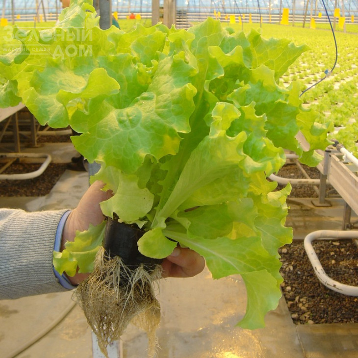 Перл Джем / Perl Jem фото 3