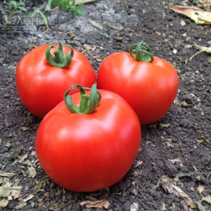 Песадо F1 / Pesado F1,100 днів фото 1