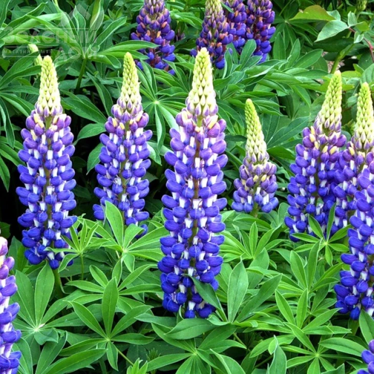 Люпин / Lupin фото 2