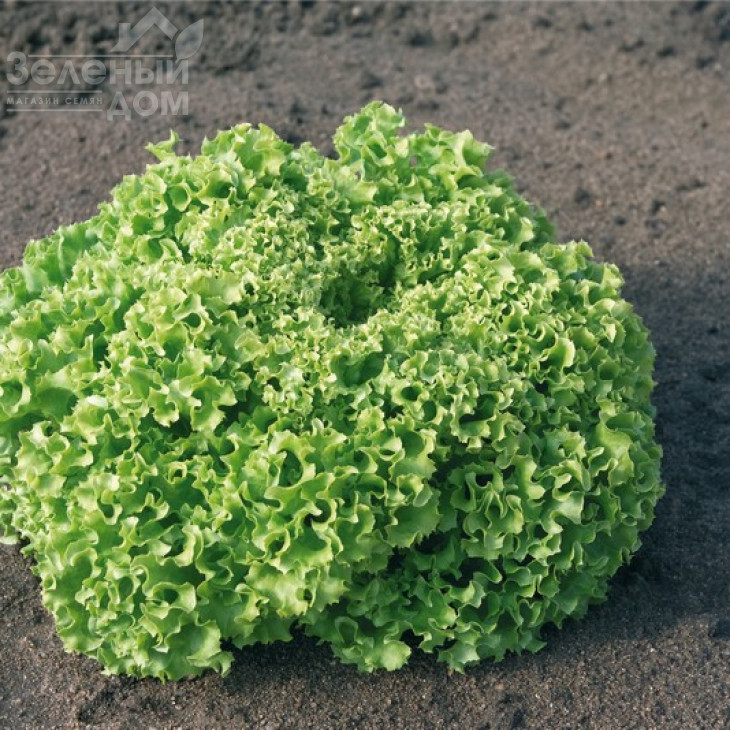 Естроза / Estrosa фото 1