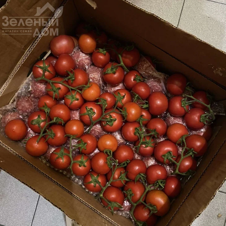 Маско F1 / Masco F1,75 дней фото 5