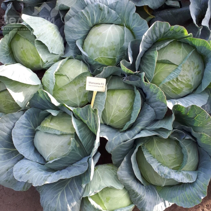 Мензания F1 / Menzania F1,115 - 120 дней фото 5