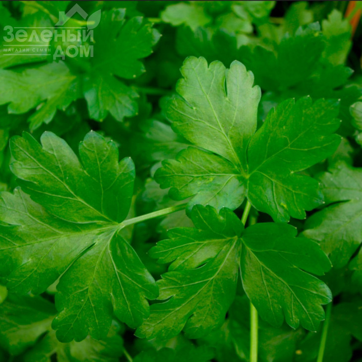 Топіт / Topit фото 1