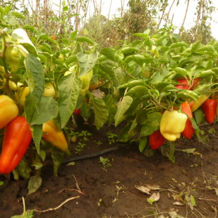 Ами / Amy,55-60 дней фото 1