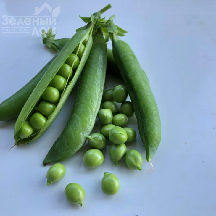 Кингсайз / Kingsize, 50-55 дней фото 1