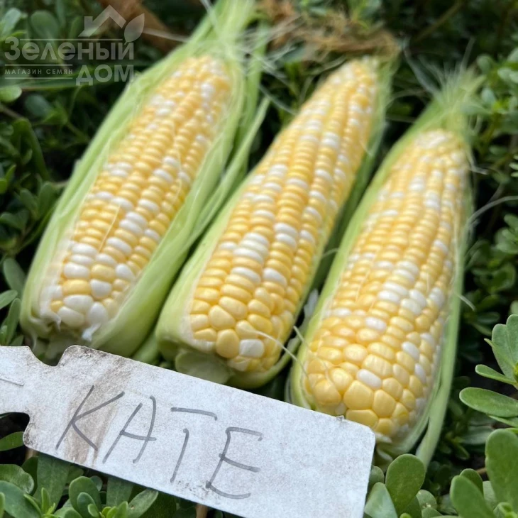 Кейт F1 / Kate F1, 76-77 дней фото 3