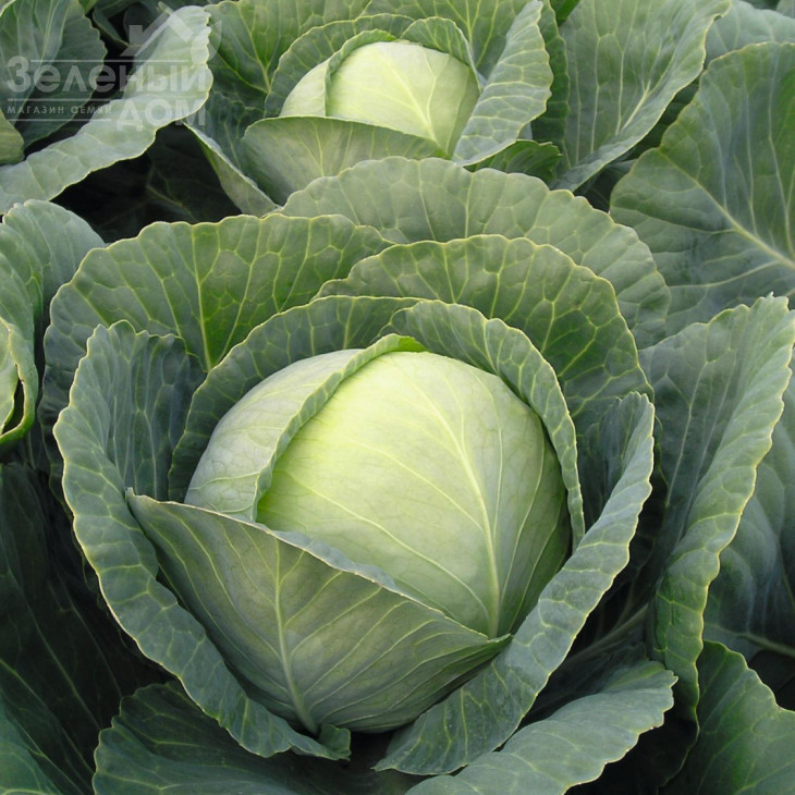 Томас F1 / Tomas F1,83 дні фото 1