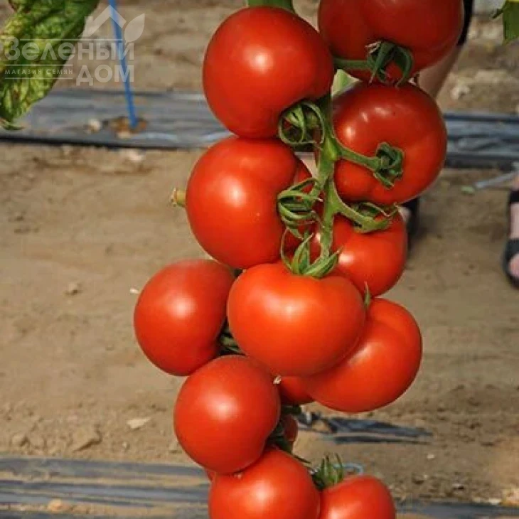 Чероки F1 / Cheroki F1,70 дней фото 1