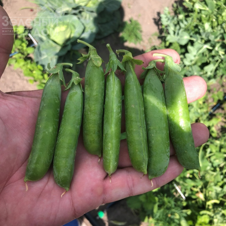 Нельсон / Nelson, 65-70 днів фото 1