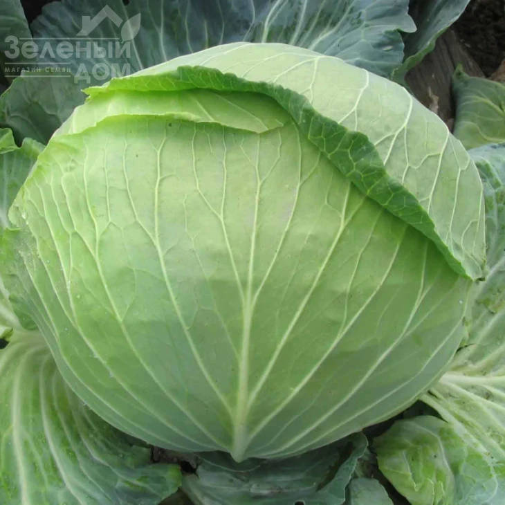 Украинская осень / Ukrainskaya osen фото 1