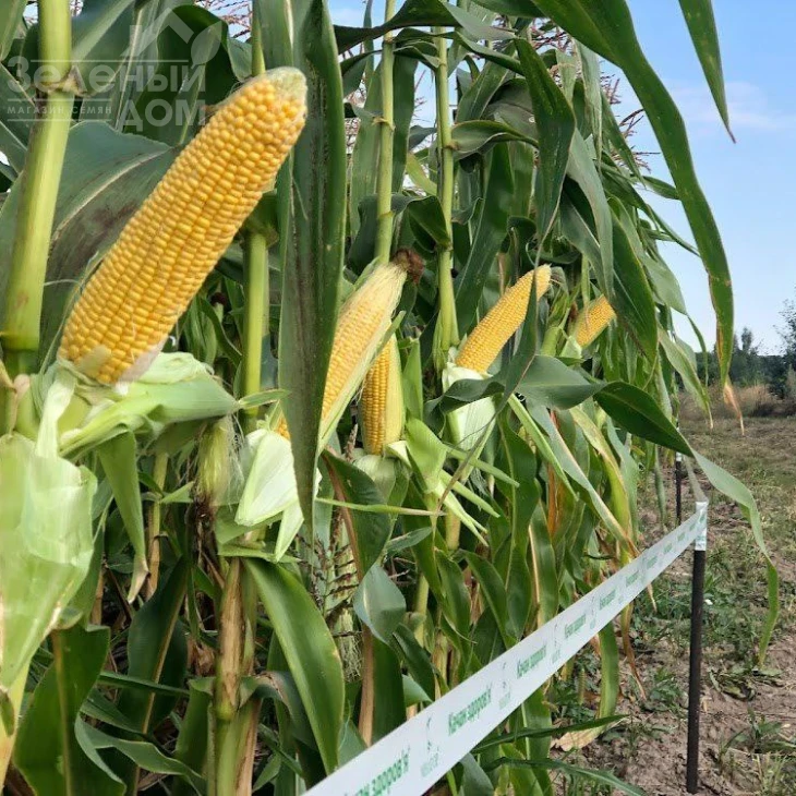 Санрайз F1 / Sanrayz F1, 78-80 дней фото 3