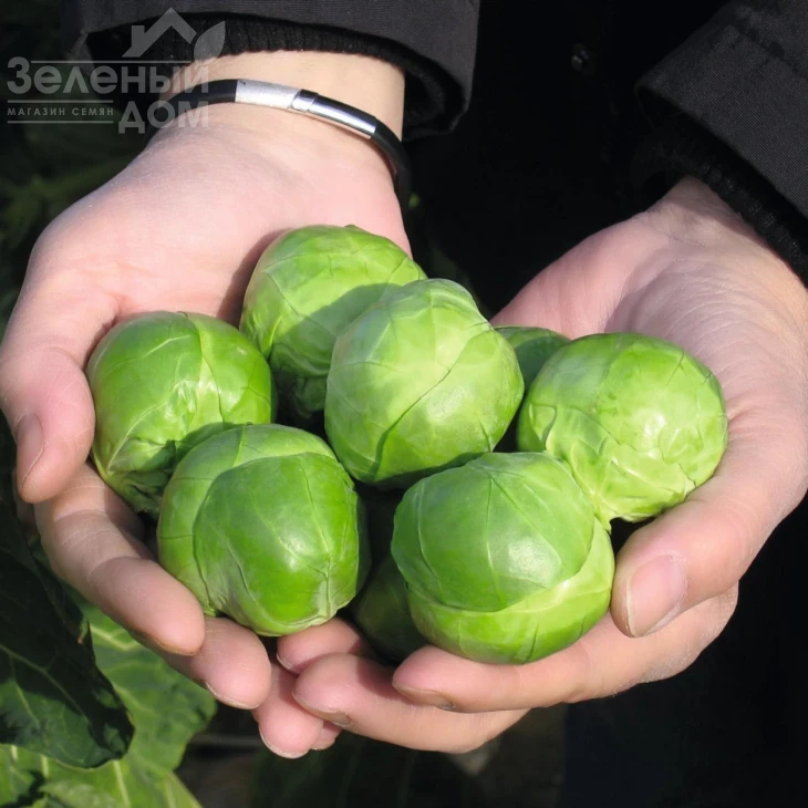 Франклин F1 / Franklin F1,130 дней фото 1