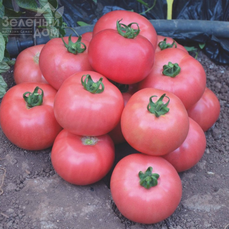 Дімероза F1 / Dimerosa F1,102-105 днів фото 1