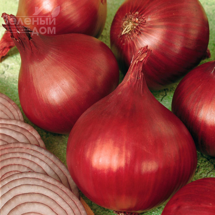 Ред Барон / Red Baron ,120-130 днів фото 2