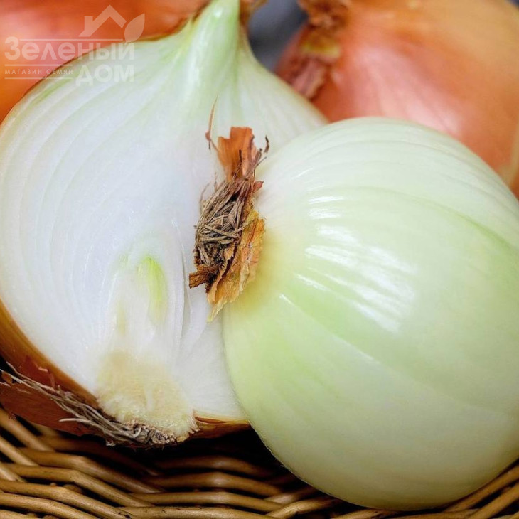 Ріно F1 / Rino F1,115-120 днів фото 1