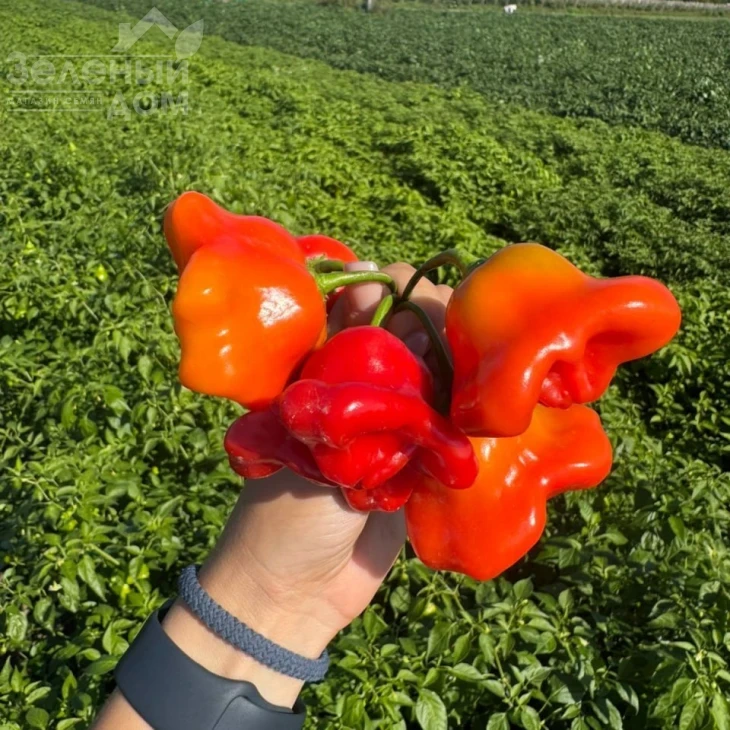 Блум F1 (Bloom F1), 60 днів фото 1