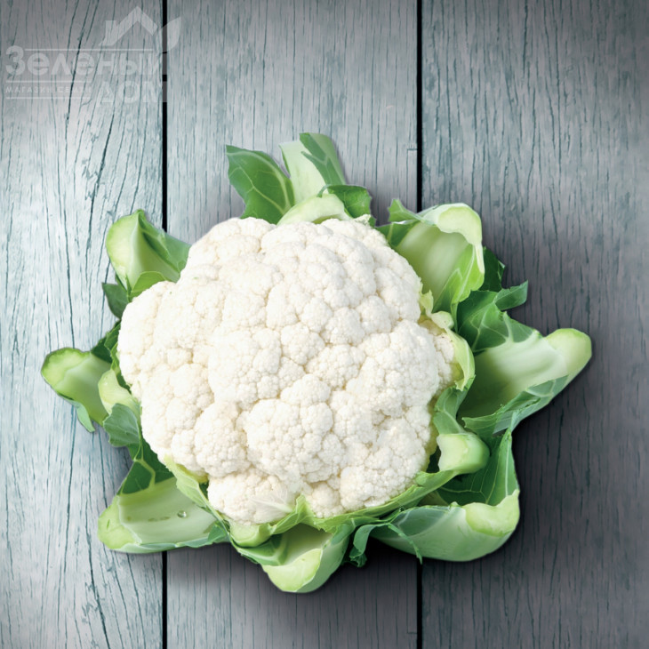 Кастор F1 / Kastor F1,85-90 днів фото 1