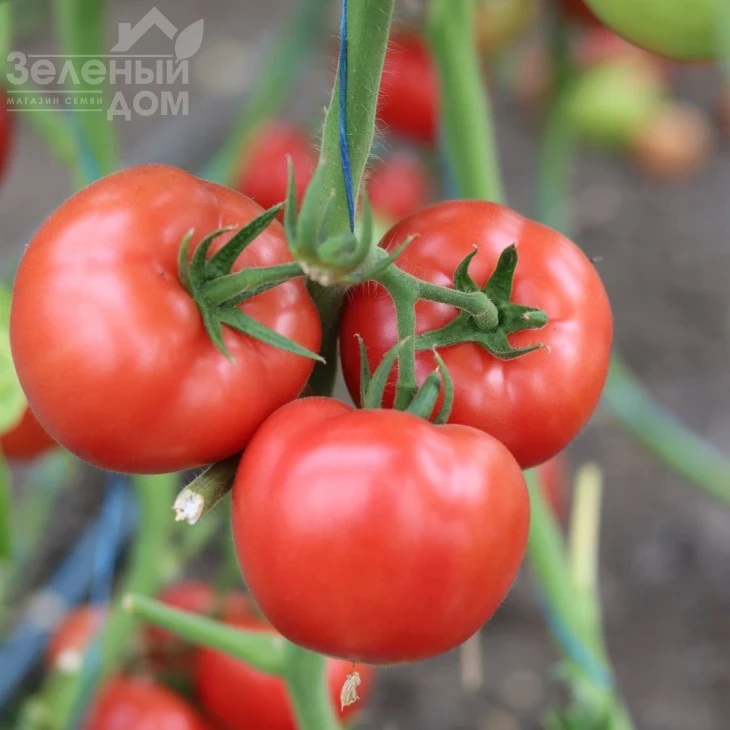 Розонет F1 / Rozonet F1 фото 2