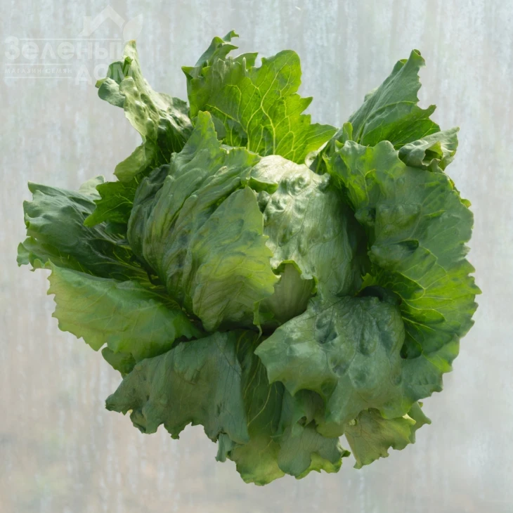 Лекстрис / Lectrice,50-55 дней фото 2