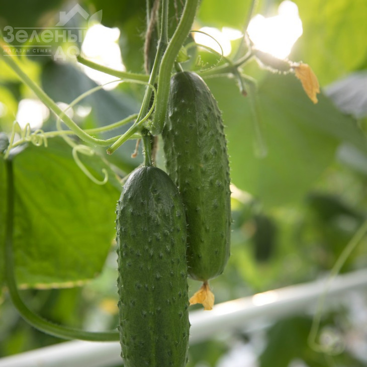 Валігора F1 / Valigora F1 фото 1