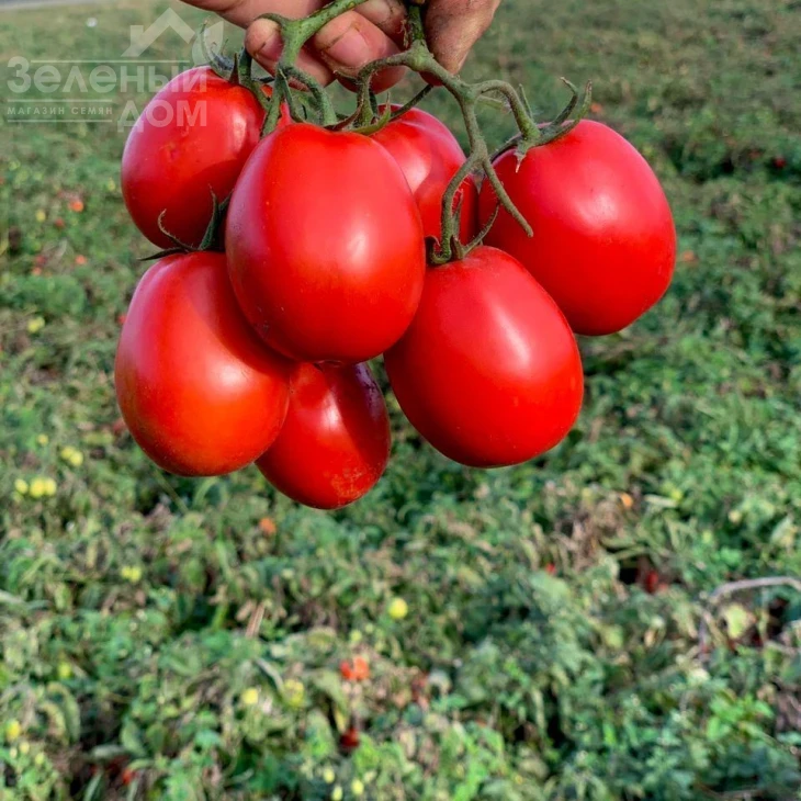 Пьетра Росса F1 / Petra Rossa F1,115 дней фото 2