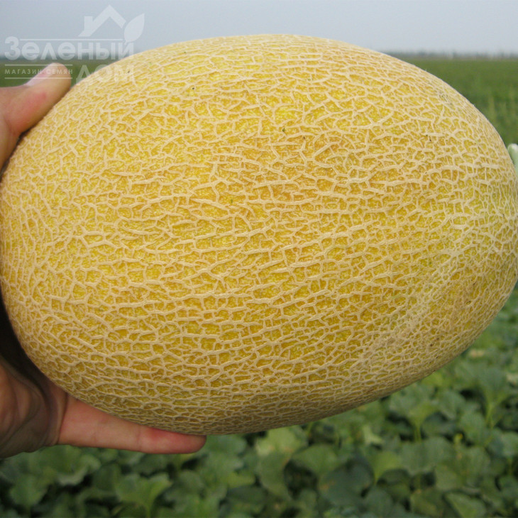 Кредо F1 / Kredo F1,65 днів фото 3