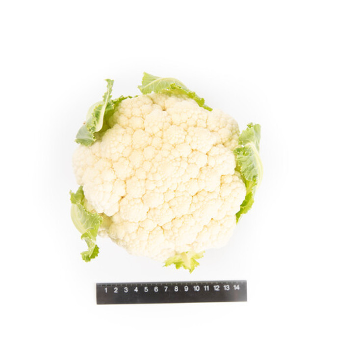 Пакстон F1 / Paxton F1, 85-90 днів фото 4